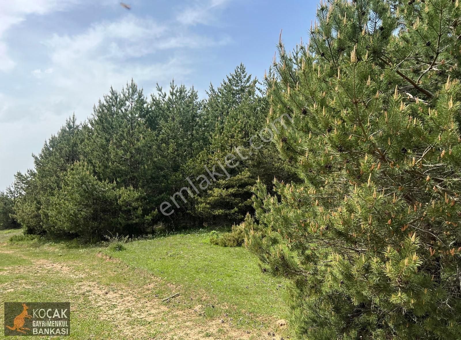 Doğayla İç İçe Olmak İstiyenlere Etrafı Orman 4.700m2 Arazi - Görsel 13