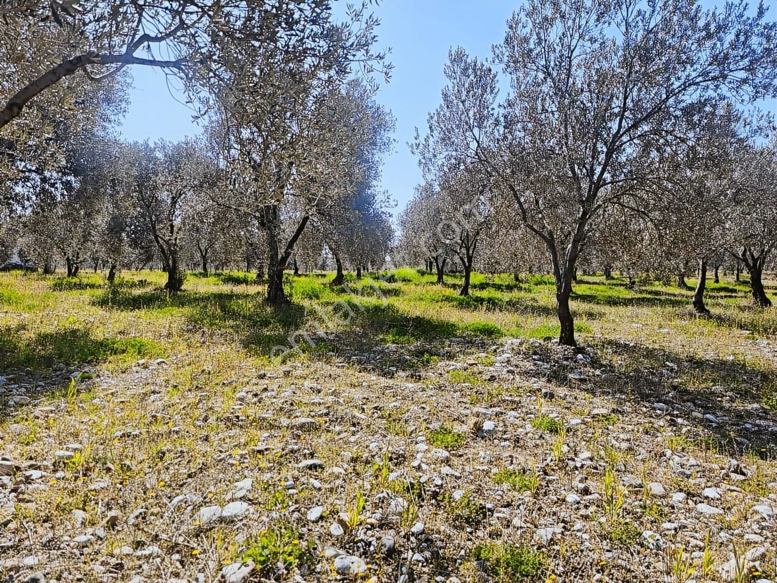 Vizyon Gayrimenkul'den Dingiller'de 1133m2 Satılık Zeytinlik - Görsel 3