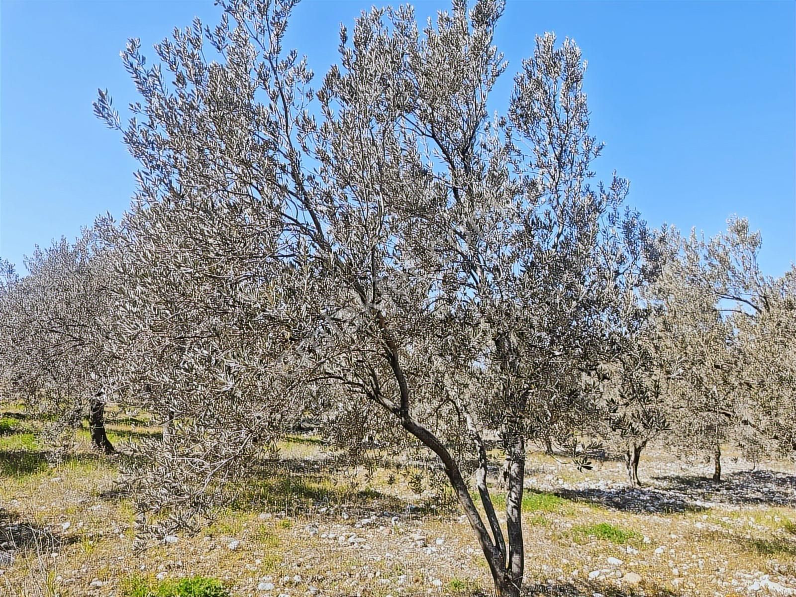 Vizyon Gayrimenkul'den Dingiller'de 1133m2 Satılık Zeytinlik - Görsel 7