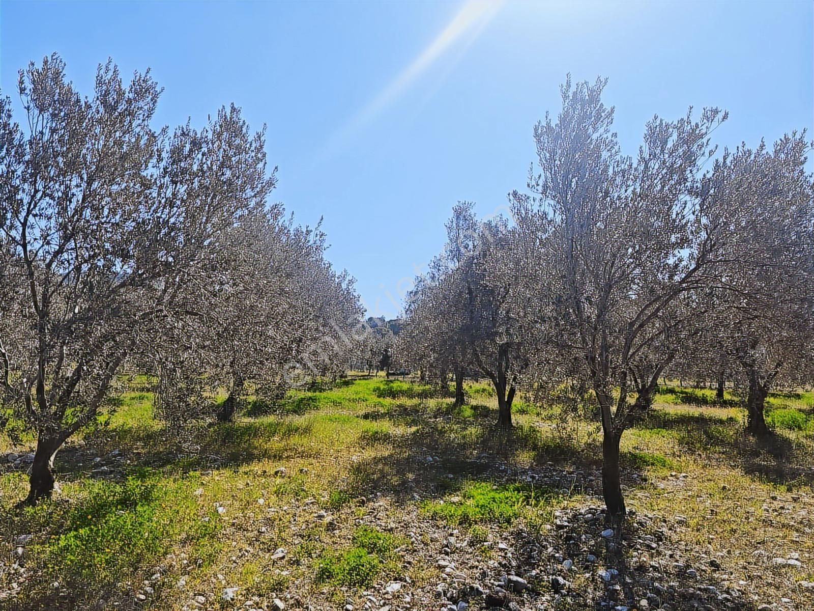 Vizyon Gayrimenkul'den Dingiller'de 1133m2 Satılık Zeytinlik - Görsel 12