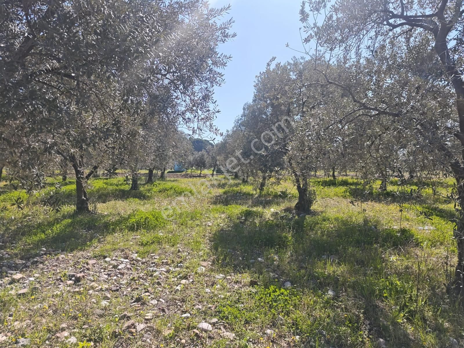 Vizyon Gayrimenkul'den Dingiller'de 1133m2 Satılık Zeytinlik - Görsel 2
