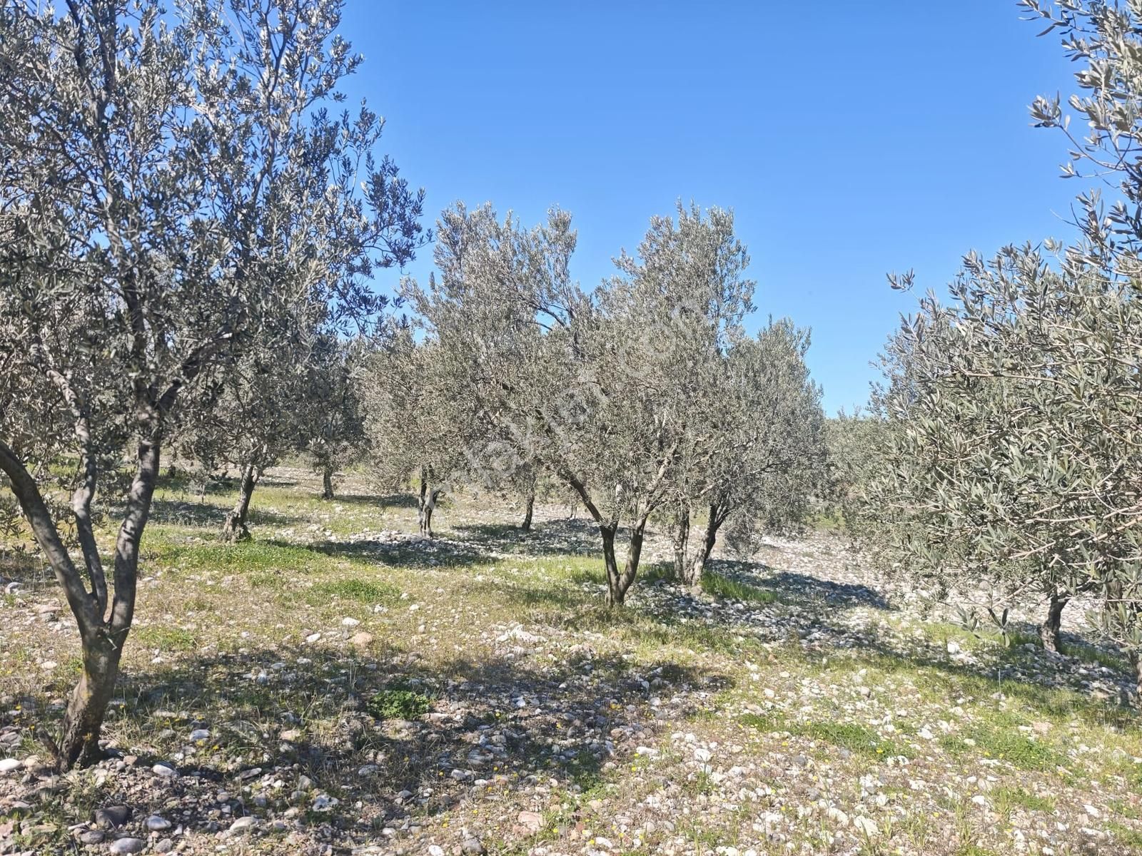 Vizyon Gayrimenkul'den Dingiller'de 1133m2 Satılık Zeytinlik - Görsel 8