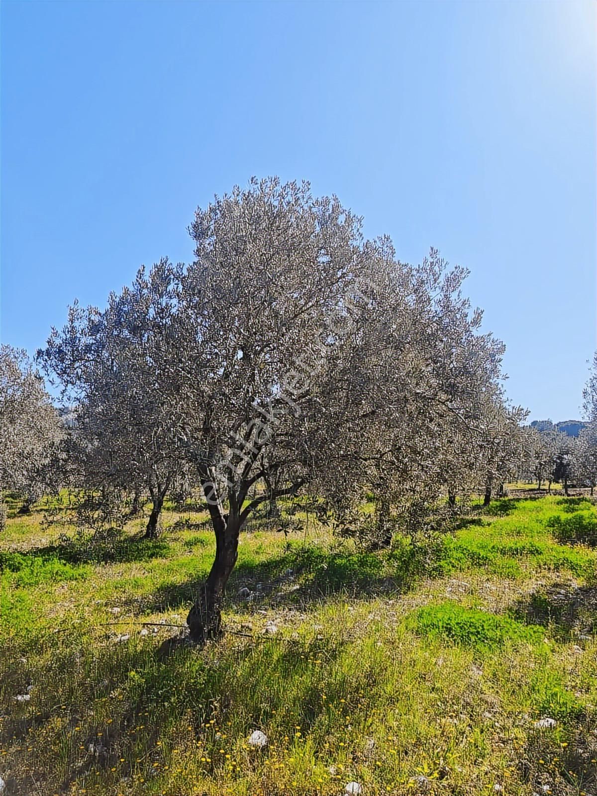 Vizyon Gayrimenkul'den Dingiller'de 1133m2 Satılık Zeytinlik - Görsel 4