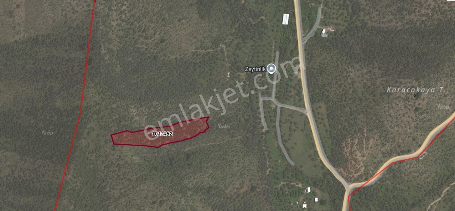 Milas Kandak Mahallesi'nde Satılık 8843 M2 Zeytinlik - Görsel 3