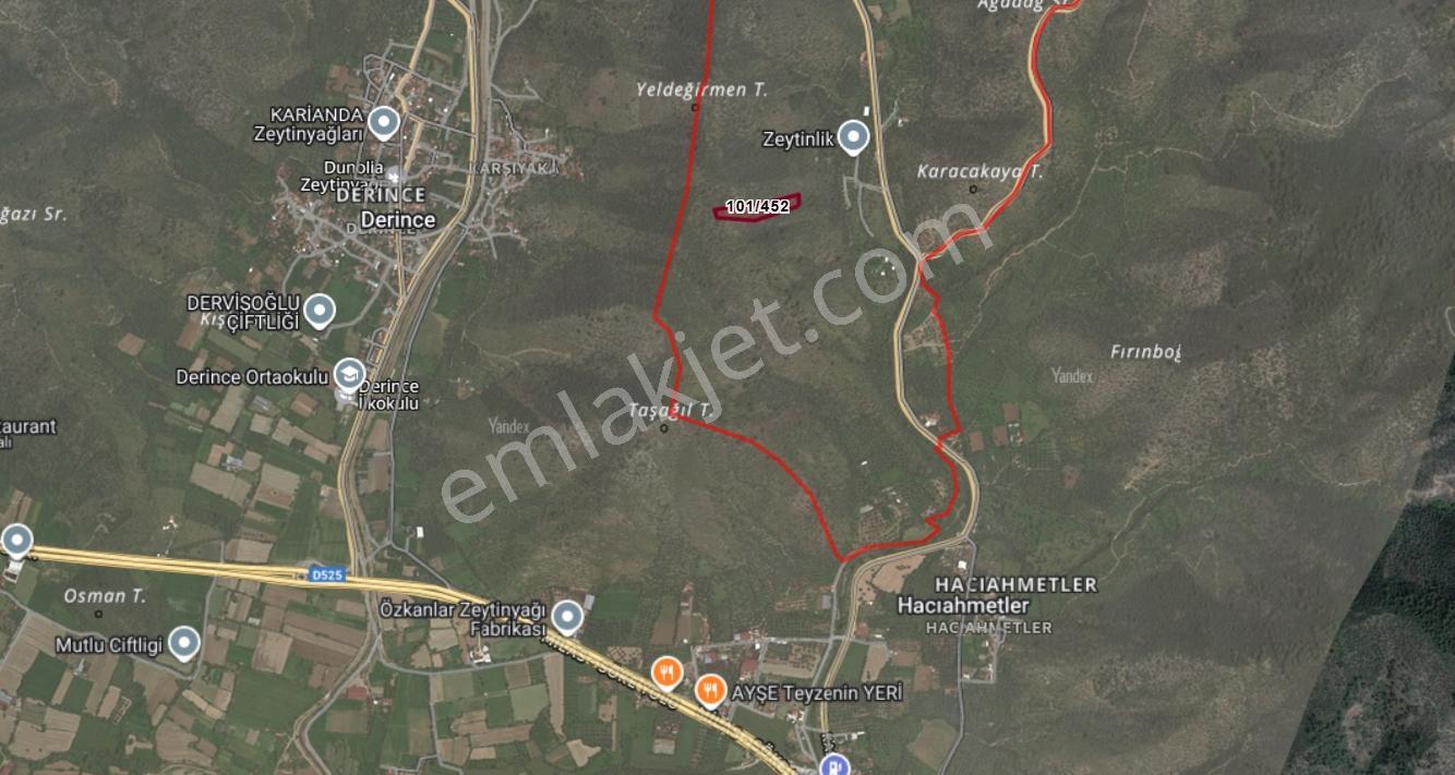 Milas Kandak Mahallesi'nde Satılık 8843 M2 Zeytinlik - Görsel 5