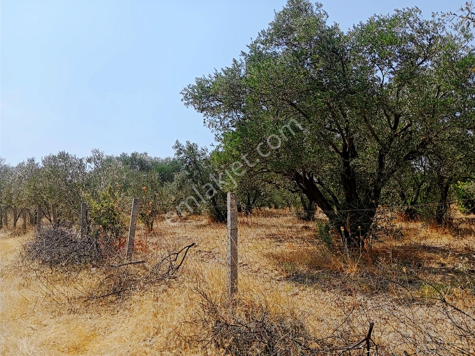 Vizyon Gayrimenkul'den Manisa Yunusemre Çamlıca'da 4 Dönüm