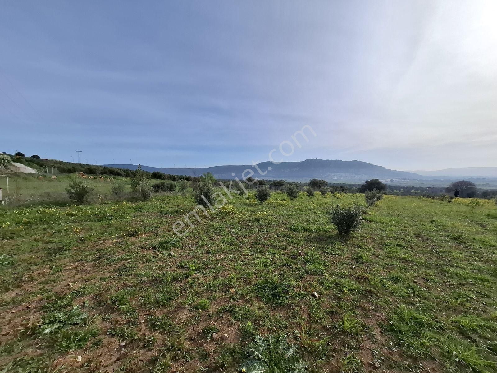 Foça Bagarası Kocamehmetler Mahallesinde Satılık Arazi - Görsel 11
