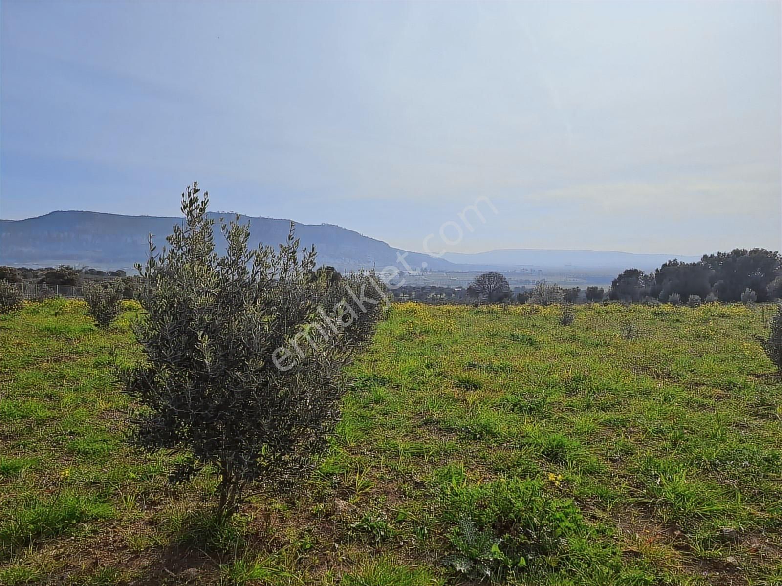 Foça Bagarası Kocamehmetler Mahallesinde Satılık Arazi