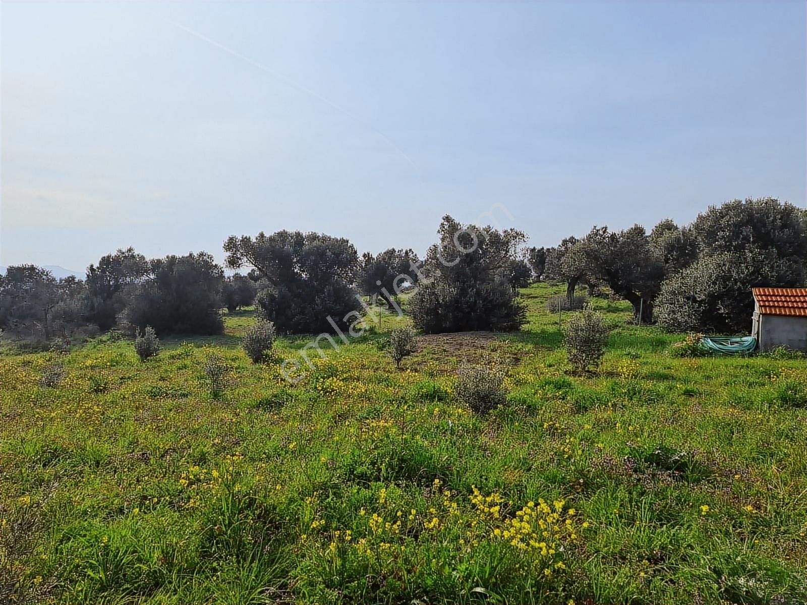 Foça Bagarası Kocamehmetler Mahallesinde Satılık Arazi - Görsel 12