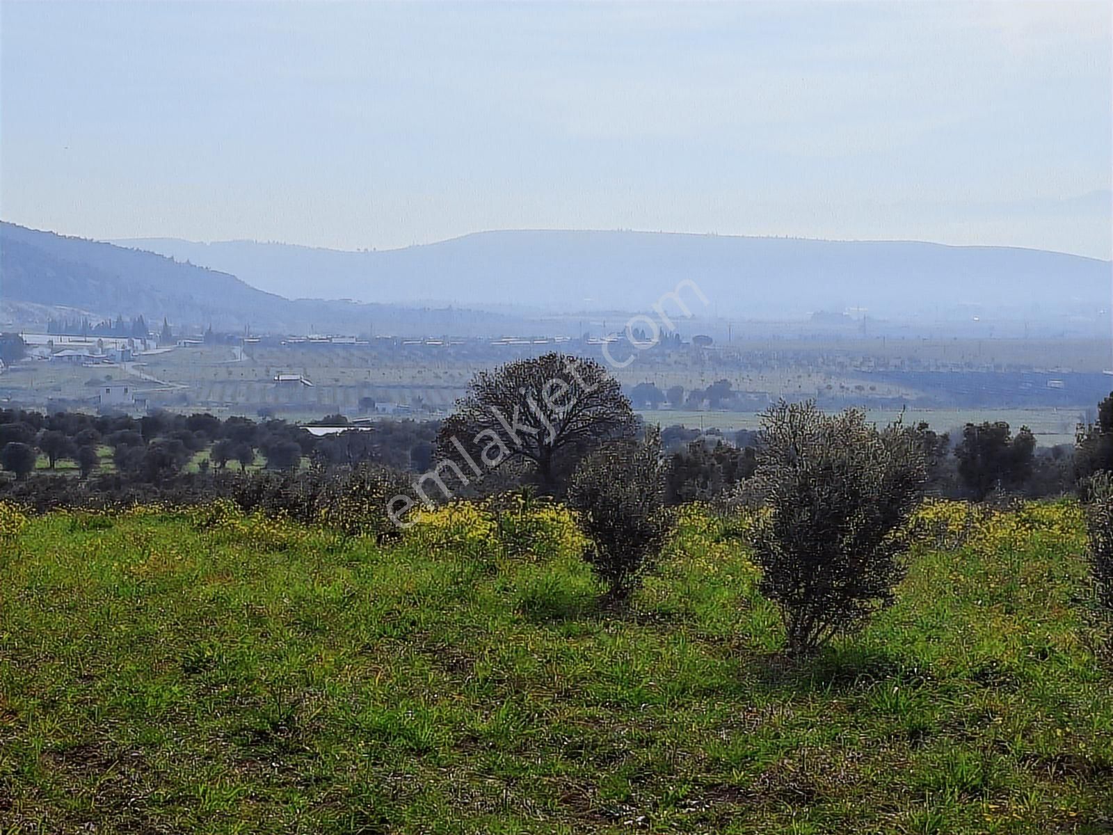 Foça Bagarası Kocamehmetler Mahallesinde Satılık Arazi - Görsel 6
