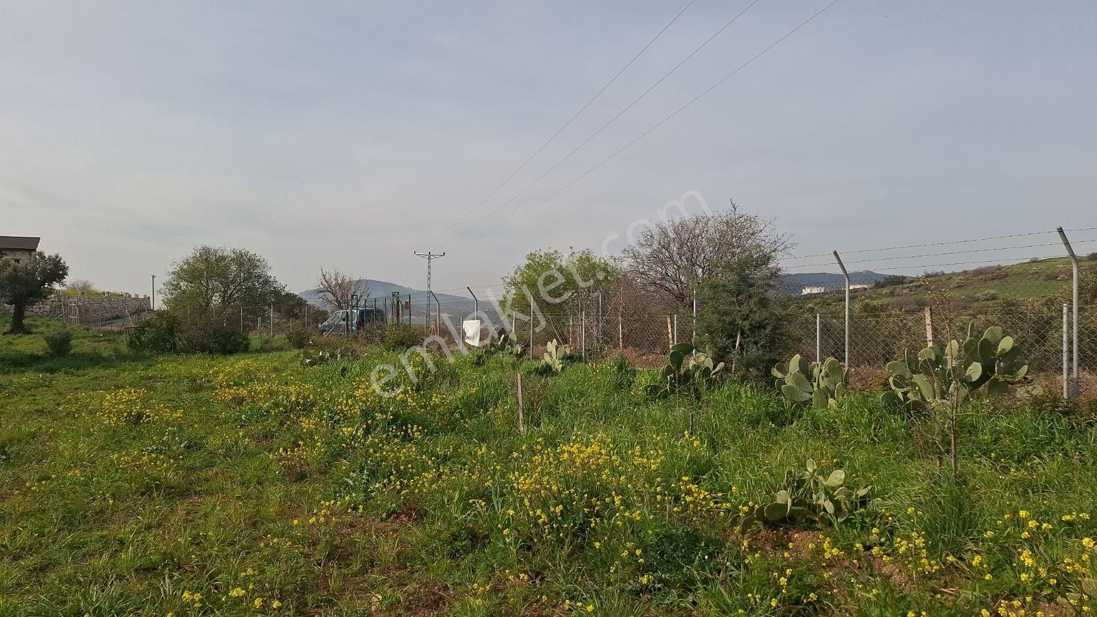 Foça Bagarası Kocamehmetler Mahallesinde Satılık Arazi - Görsel 24