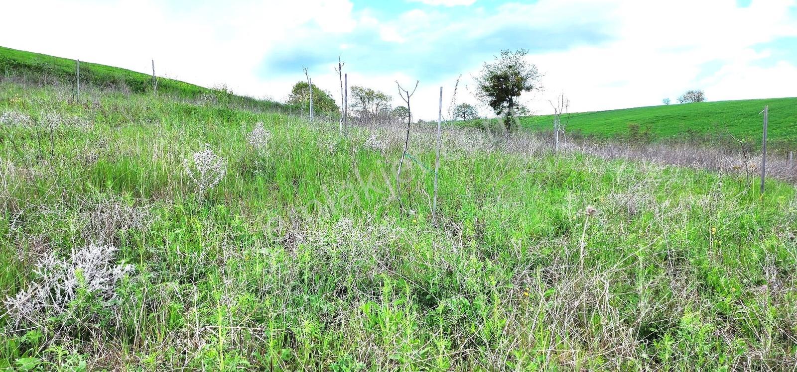Çanakkale Biga Danışment Köyü Satılık Arazi - Görsel 11