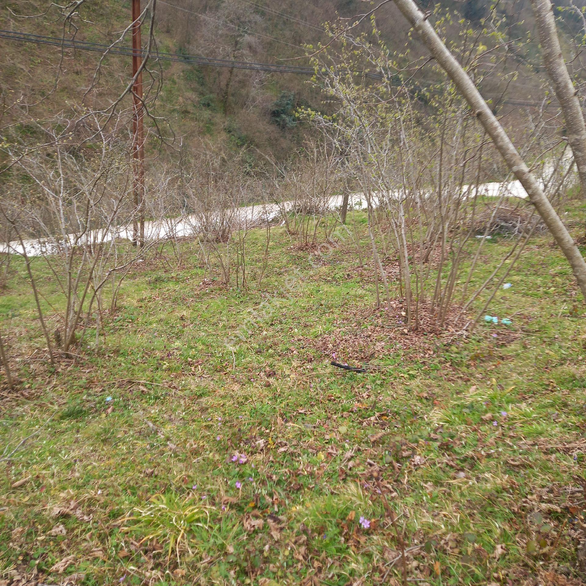 Ordu Persembe Babalı Mah.16470m2 Fındık Bahçemiz Satılıktır - Görsel 5