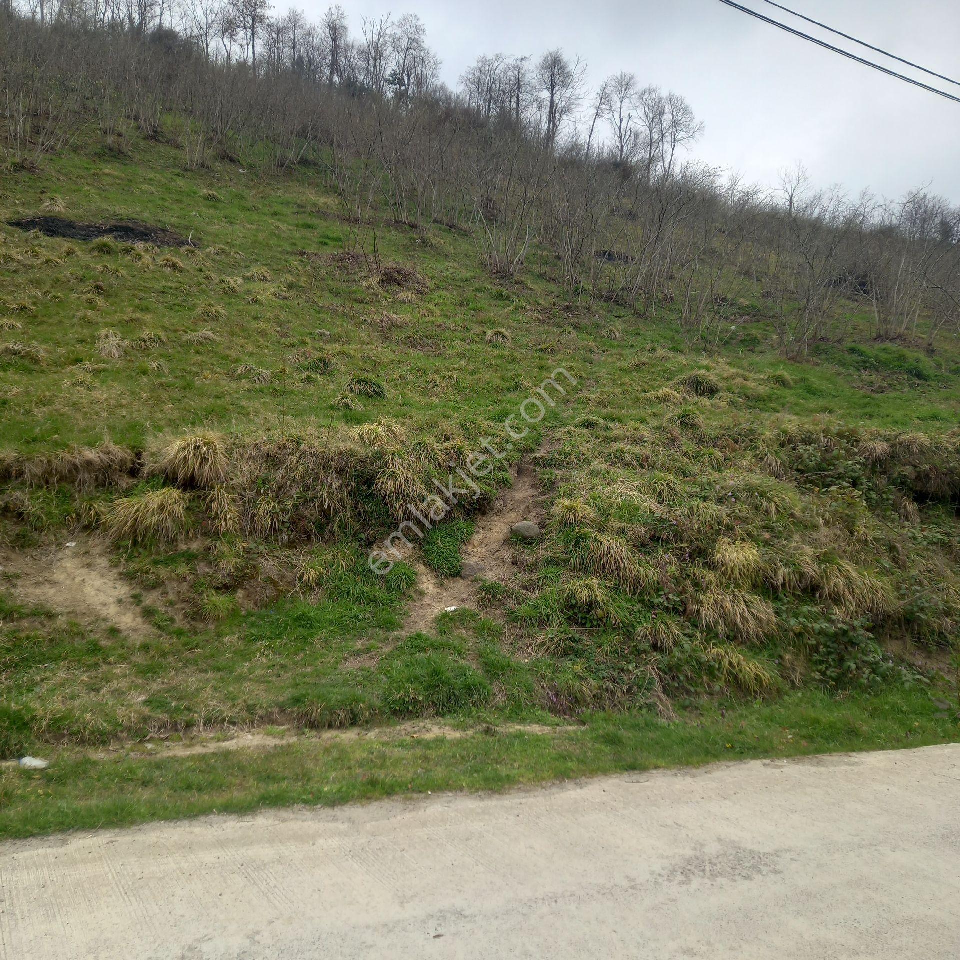 Ordu Persembe Babalı Mah.16470m2 Fındık Bahçemiz Satılıktır - Görsel 3