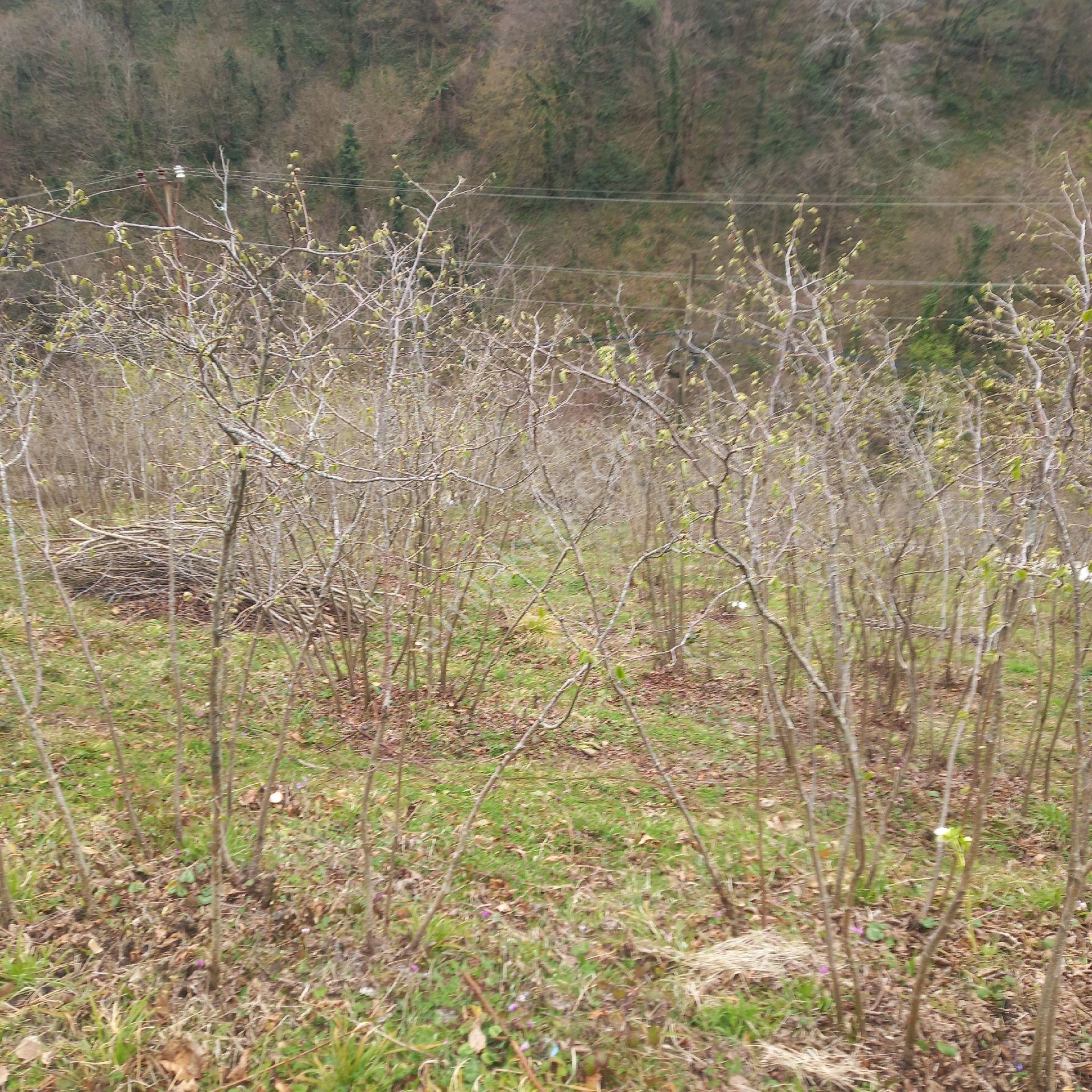 Ordu Persembe Babalı Mah.16470m2 Fındık Bahçemiz Satılıktır - Görsel 17