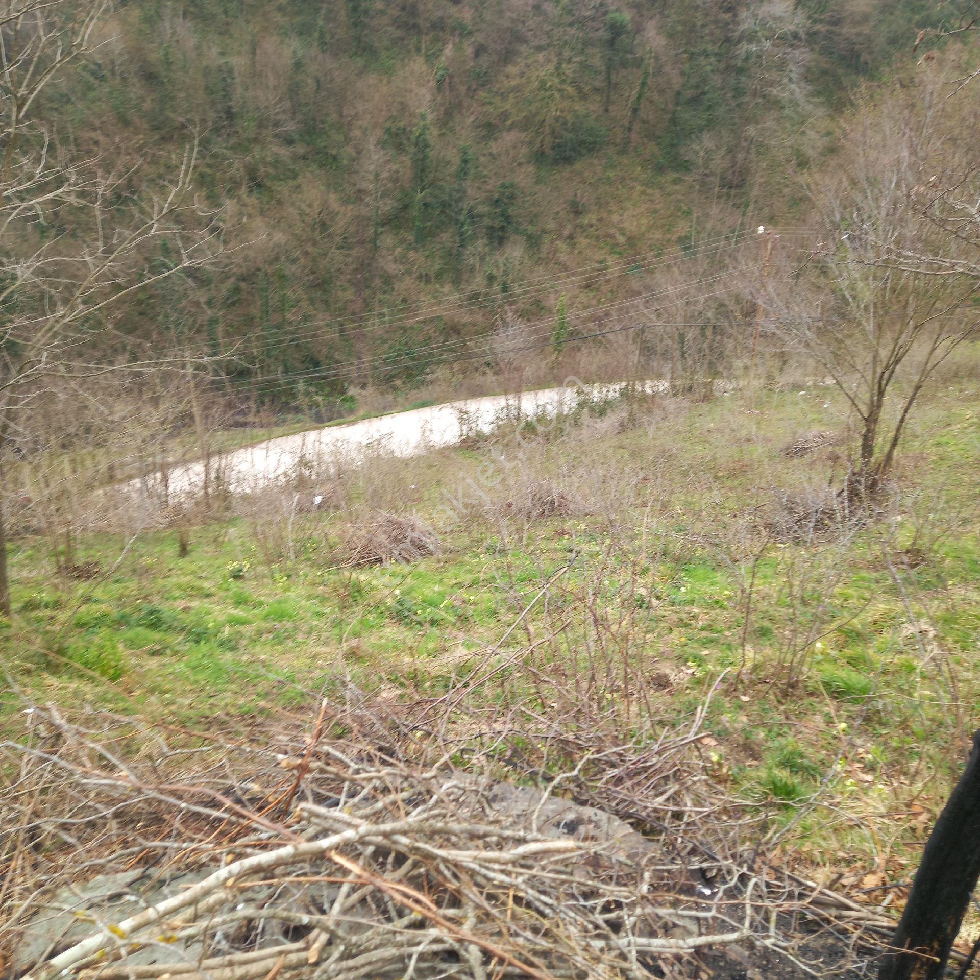 Ordu Persembe Babalı Mah.16470m2 Fındık Bahçemiz Satılıktır - Görsel 29