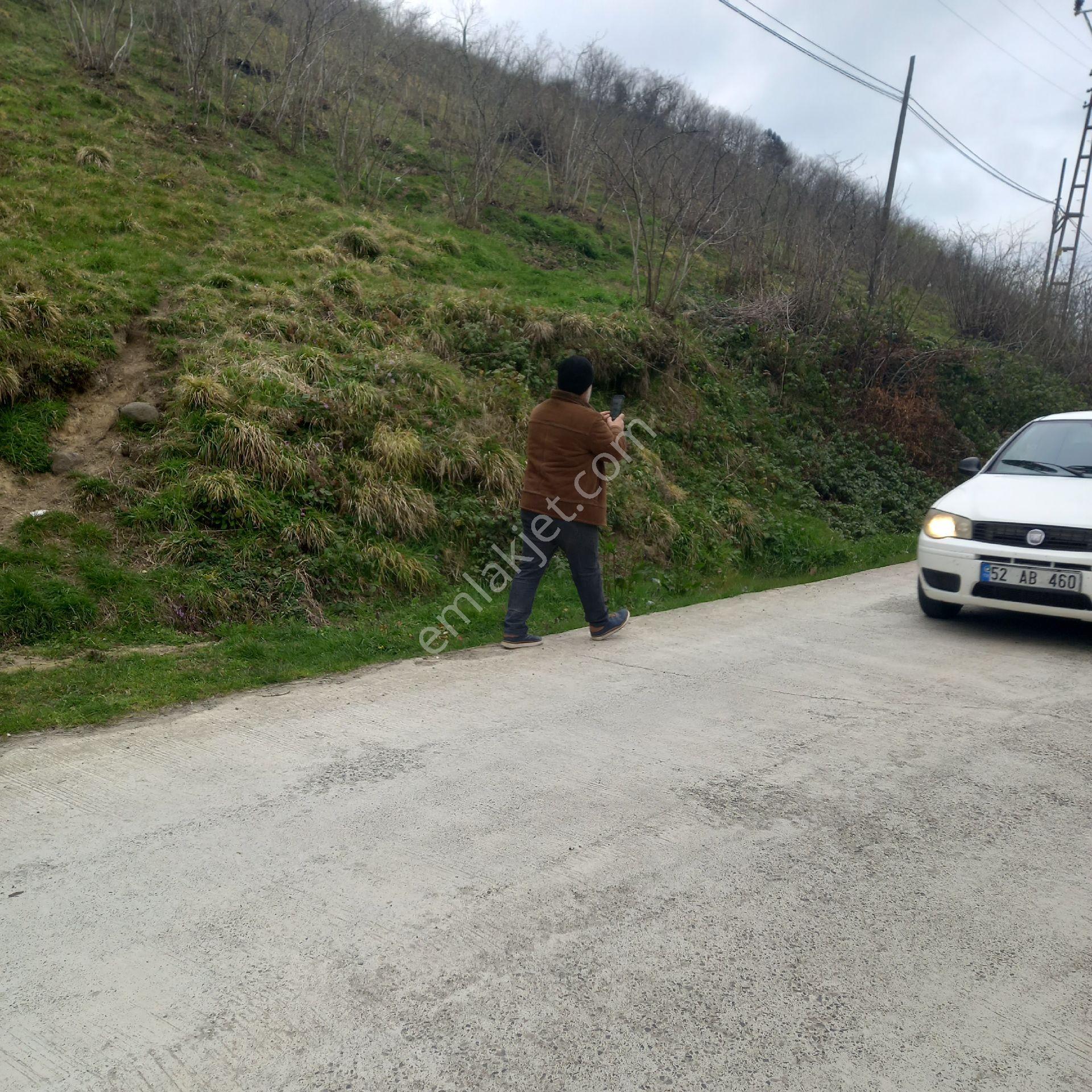 Ordu Persembe Babalı Mah.16470m2 Fındık Bahçemiz Satılıktır - Görsel 6