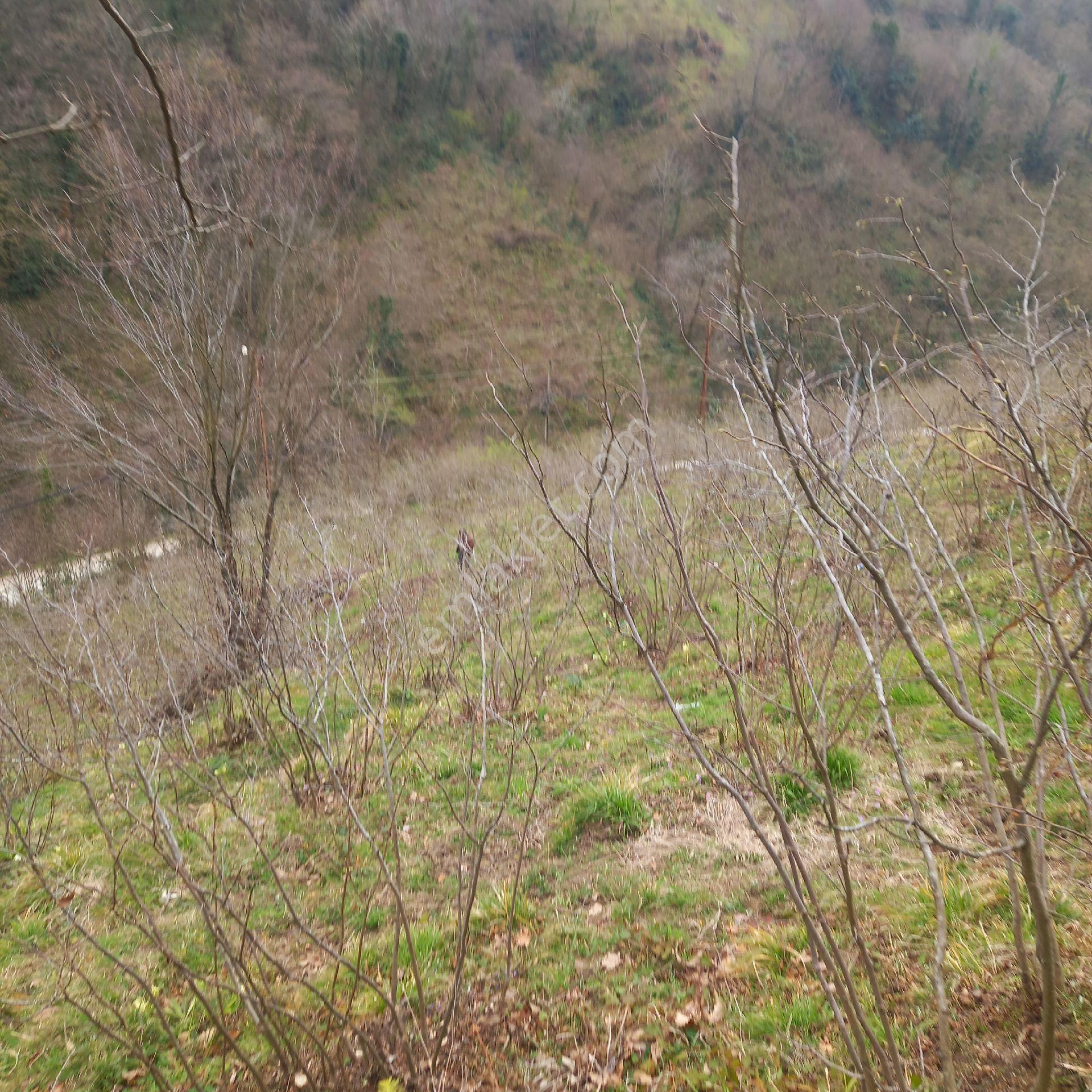 Ordu Persembe Babalı Mah.16470m2 Fındık Bahçemiz Satılıktır - Görsel 9