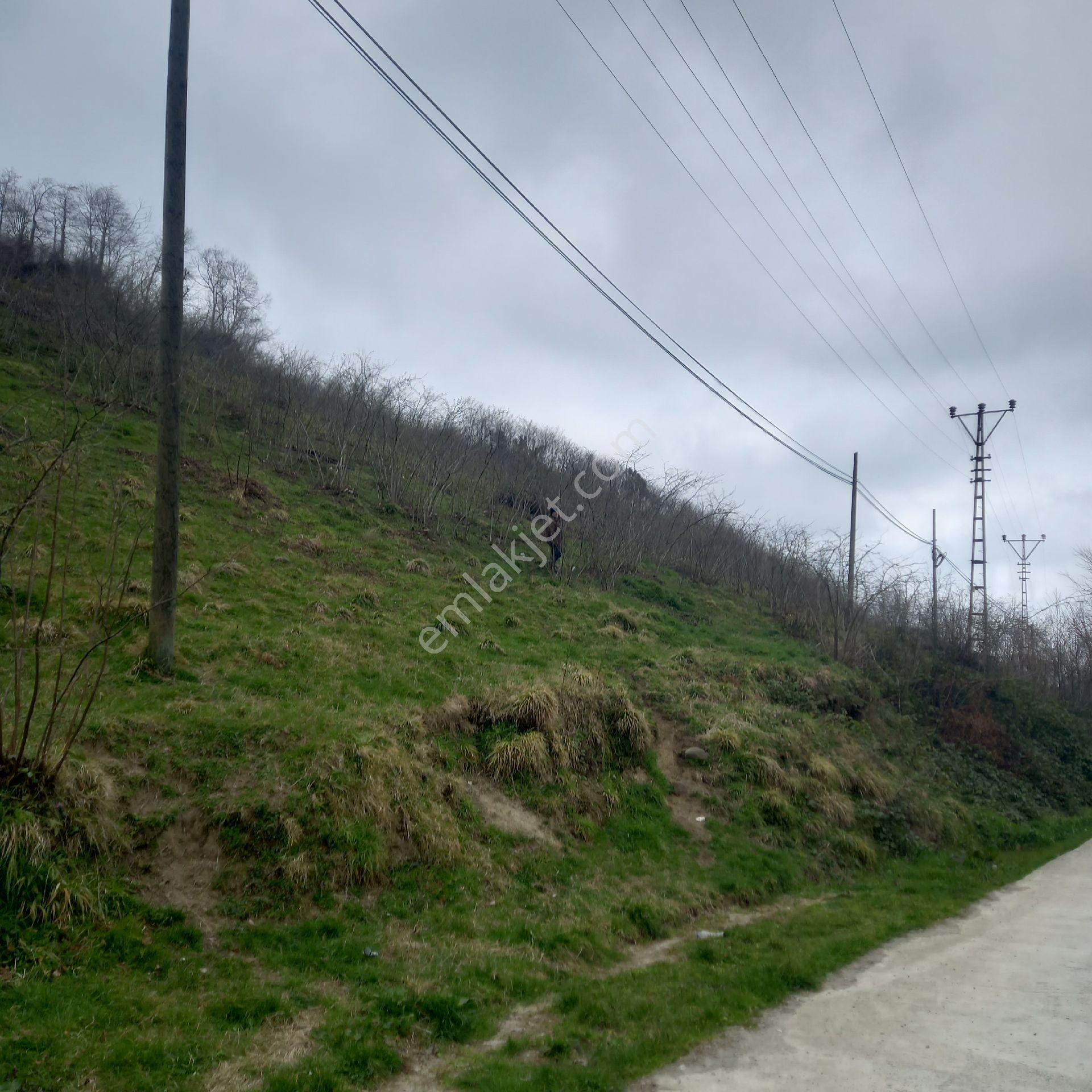 Ordu Persembe Babalı Mah.16470m2 Fındık Bahçemiz Satılıktır - Görsel 21