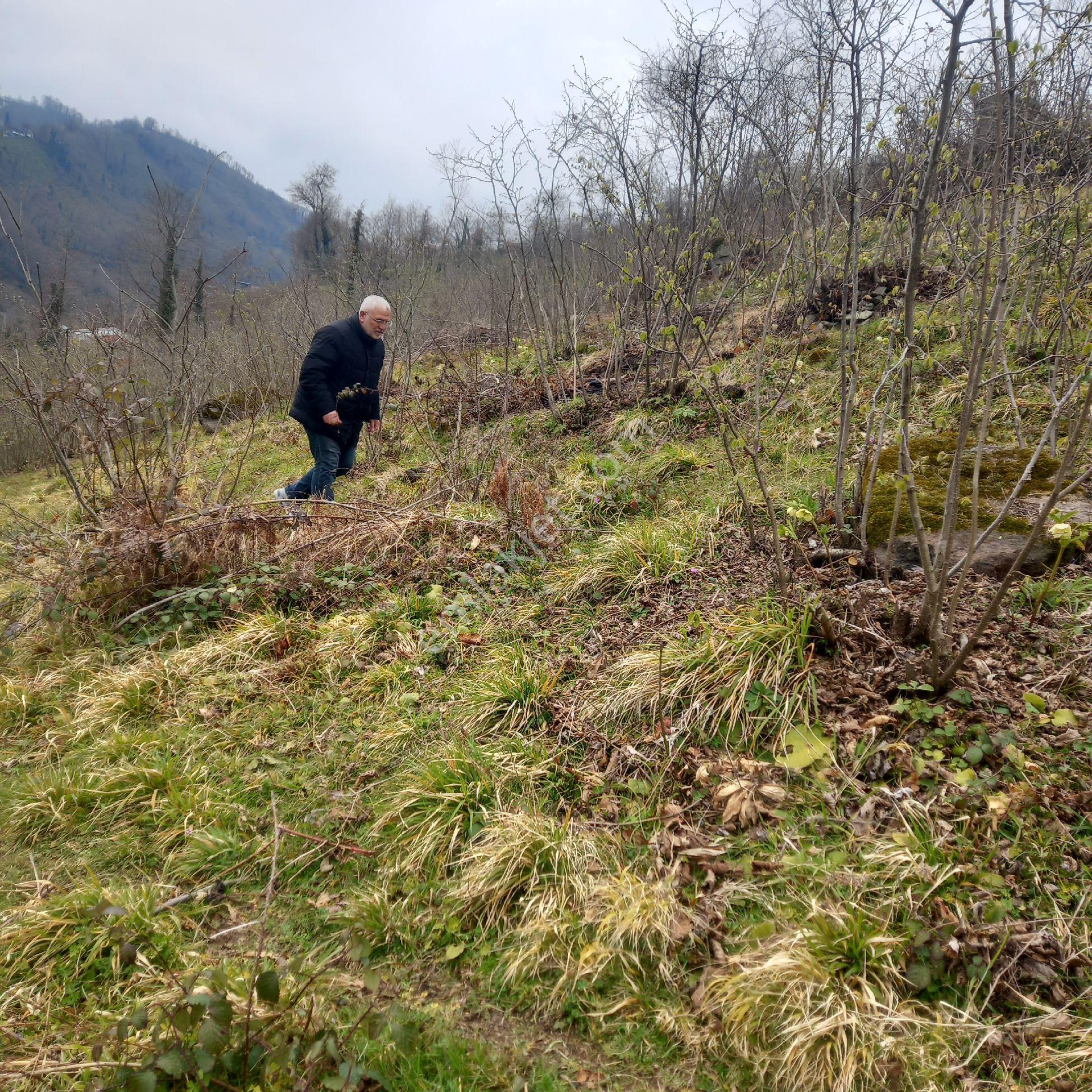 Ordu Persembe Babalı Mah.16470m2 Fındık Bahçemiz Satılıktır - Görsel 13