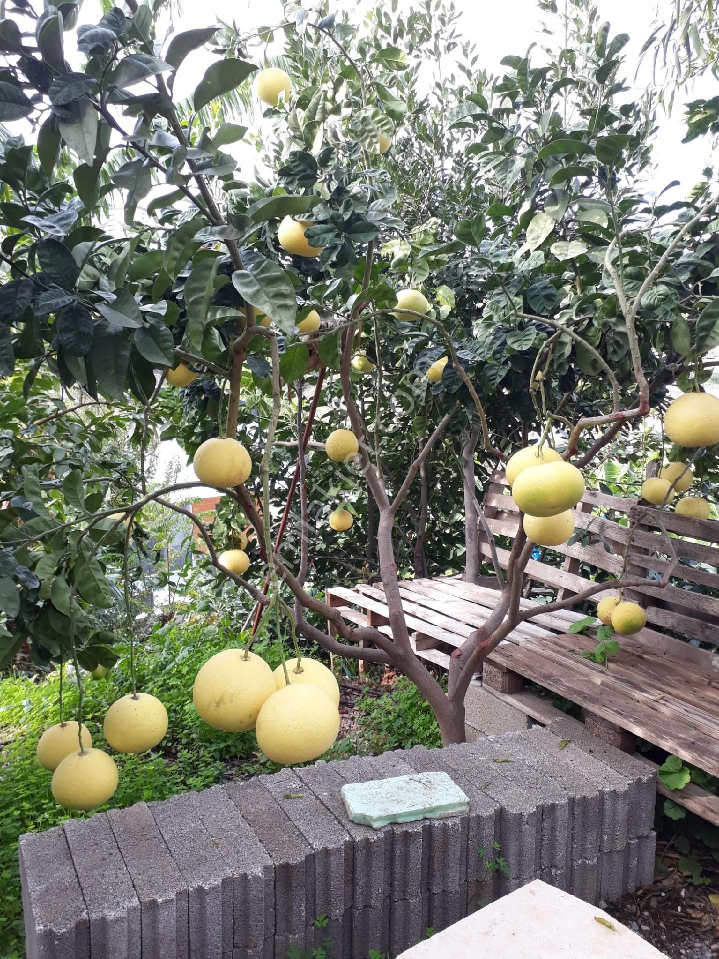 Alanya Kargıcakta Villa Yapımına Uygun Satılık Arsa - Görsel 3