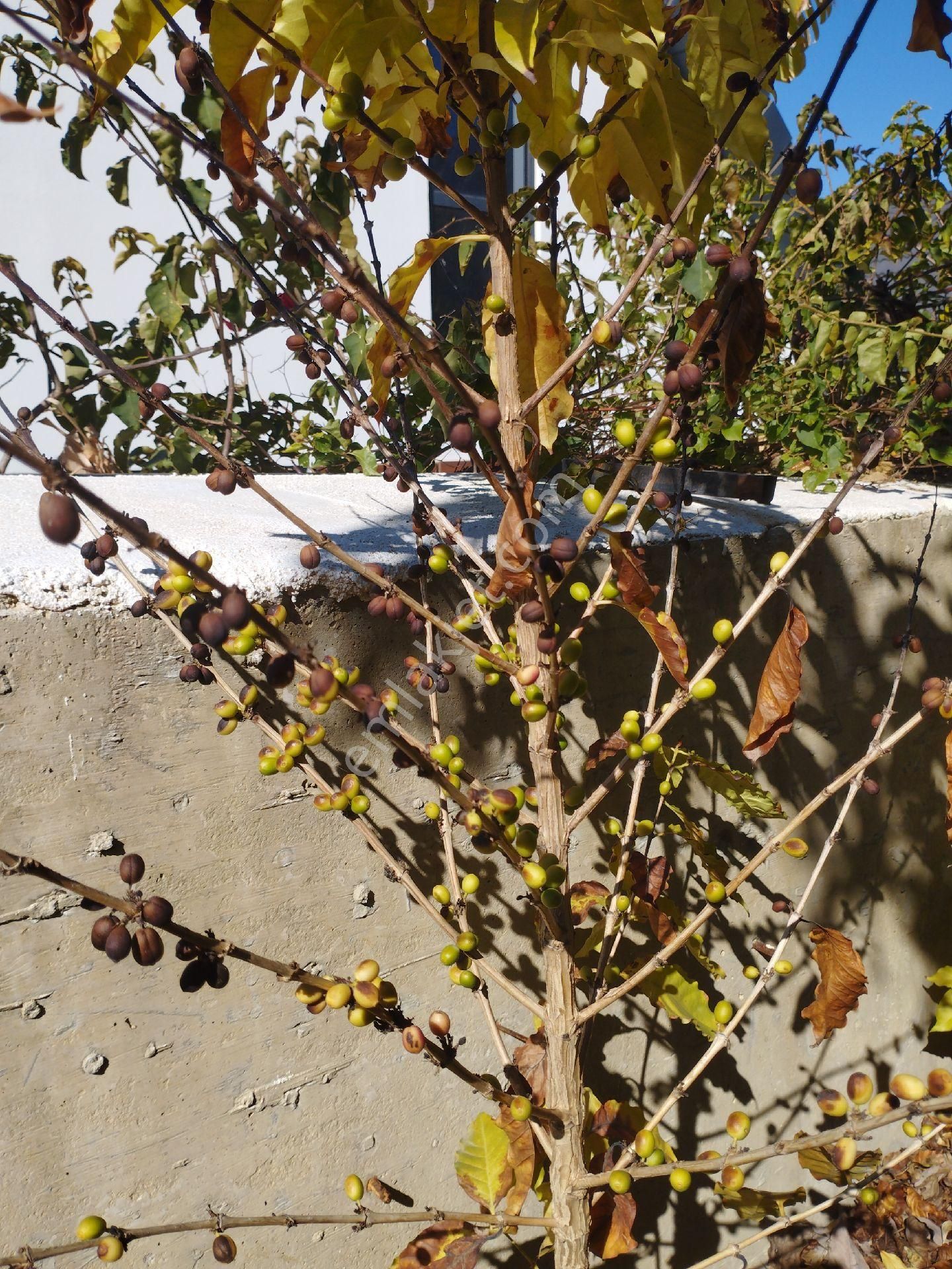 Alanya Kargıcakta Villa Yapımına Uygun Satılık Arsa - Görsel 15