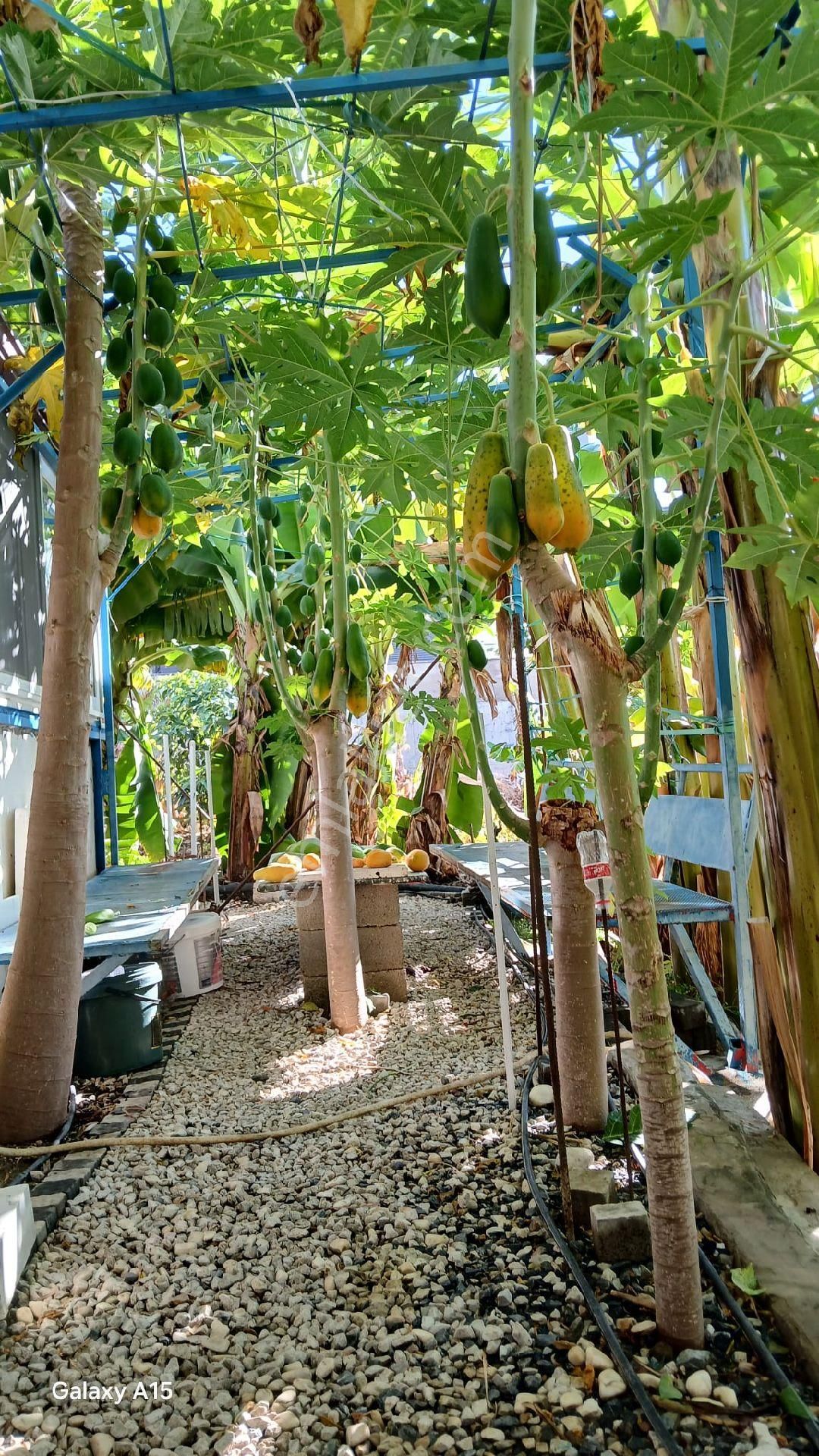 Alanya Kargıcakta Villa Yapımına Uygun Satılık Arsa - Görsel 5