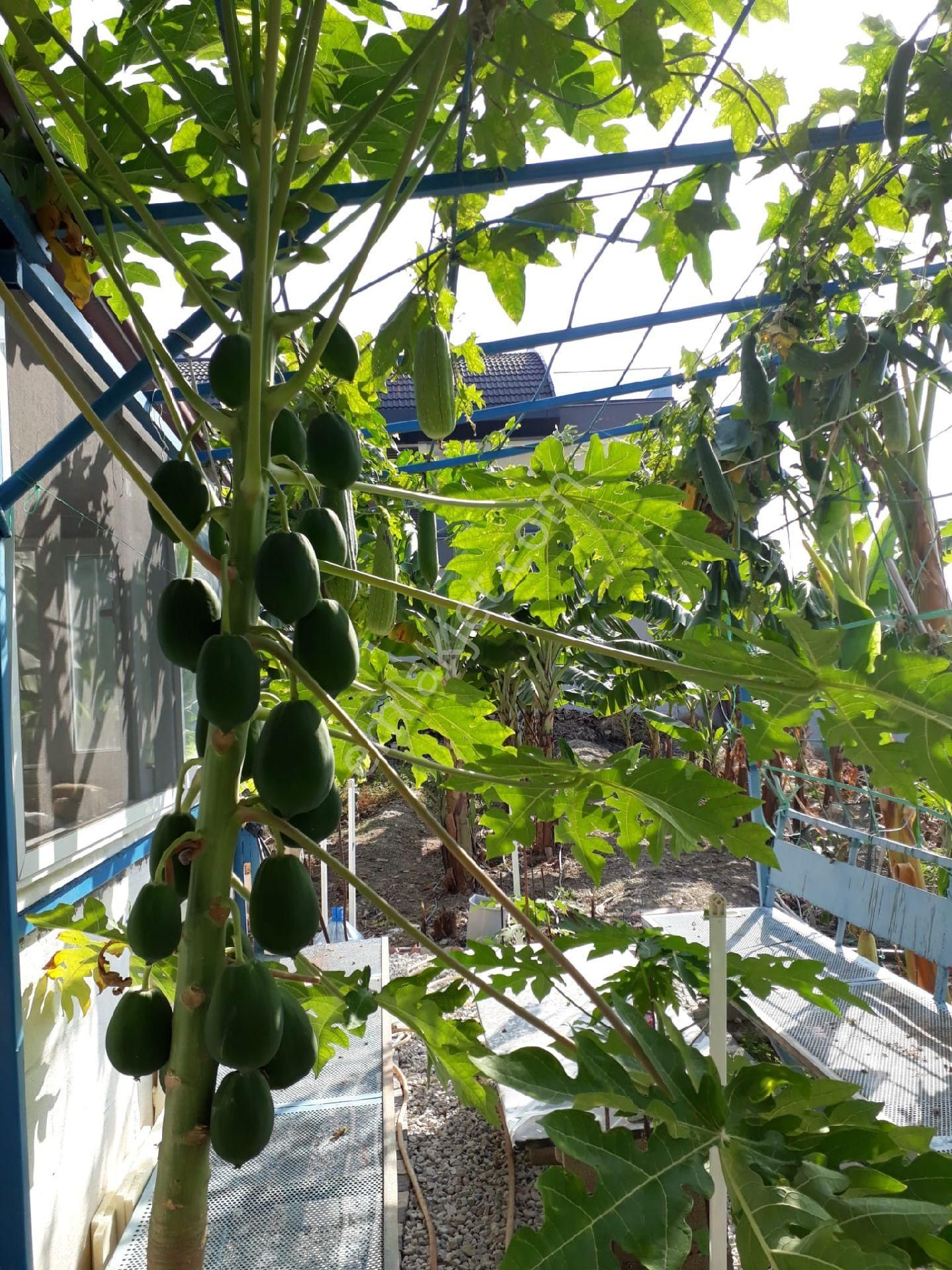 Alanya Kargıcakta Villa Yapımına Uygun Satılık Arsa