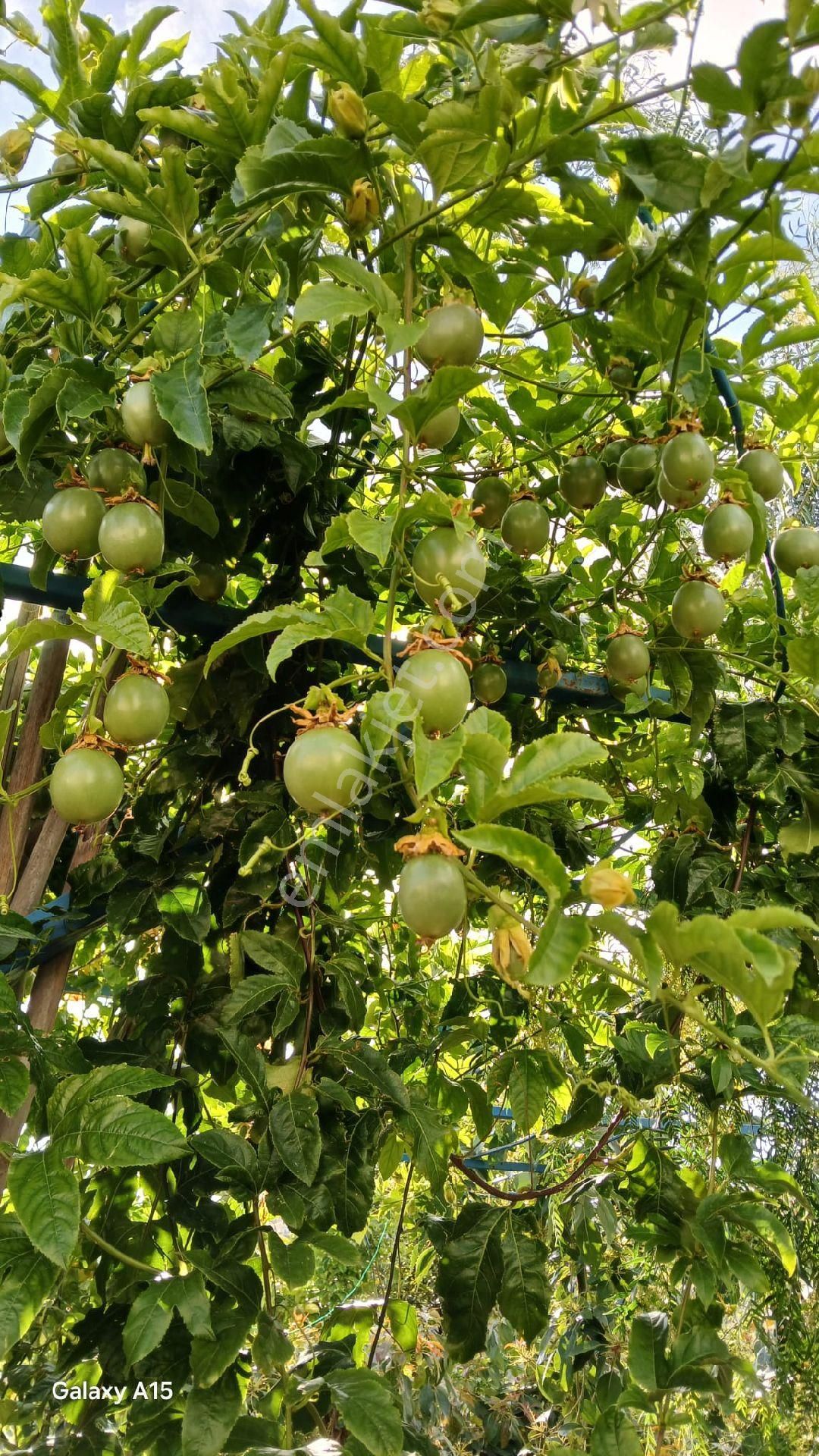 Alanya Kargıcakta Villa Yapımına Uygun Satılık Arsa - Görsel 7