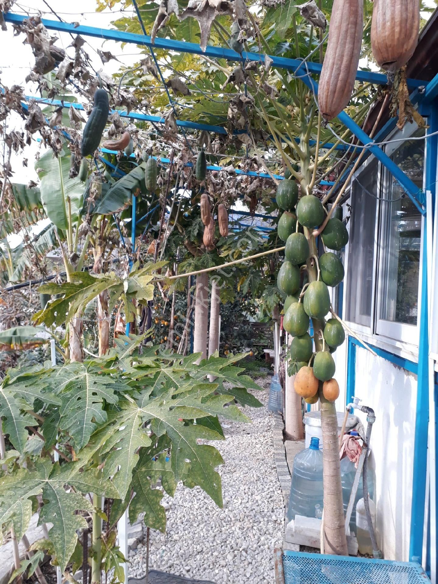 Alanya Kargıcakta Villa Yapımına Uygun Satılık Arsa - Görsel 6