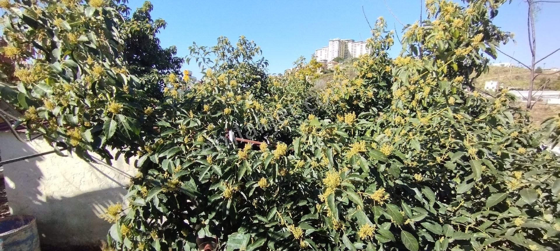 Alanya Kargıcakta Villa Yapımına Uygun Satılık Arsa - Görsel 16