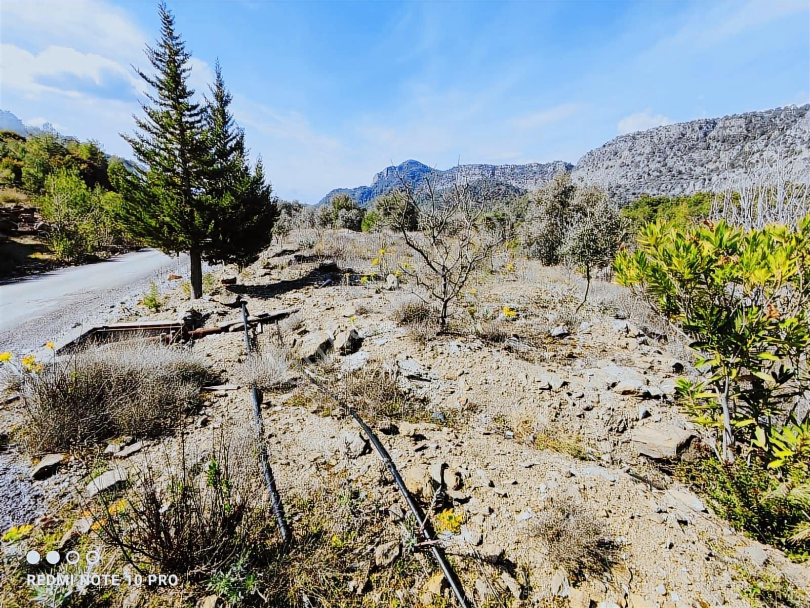 Muğla Dalaman Elcik Köyünde Satılık Müstakil Tarla - Görsel 4