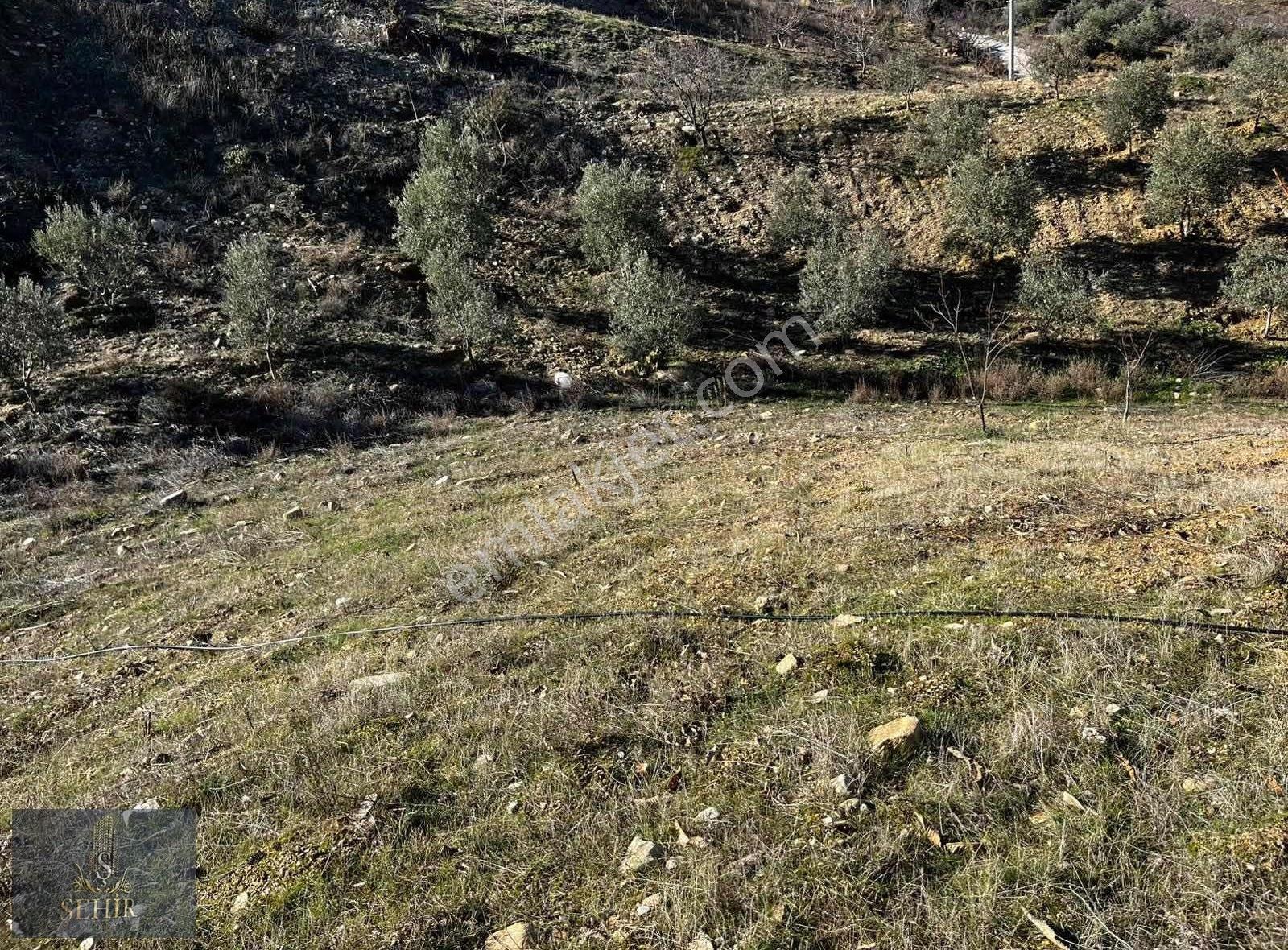 | Şehir'den | Aşağıyakacık 5555m2 Köy İçi İmarlı Arsa - Görsel 5