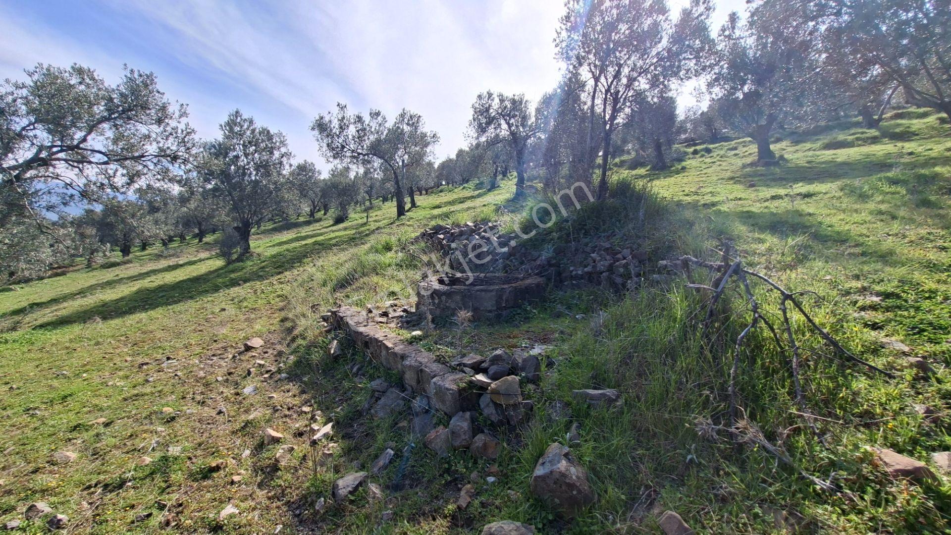 Şahinler Köyüne 900 M Kuyulu, Yol Sorunsuz Deniz Manzaralı Zeytinlik - Görsel 8
