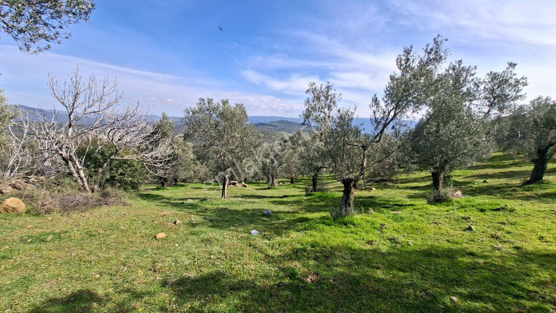 Şahinler Köyüne 900 M Kuyulu, Yol Sorunsuz Deniz Manzaralı Zeytinlik - Görsel 6