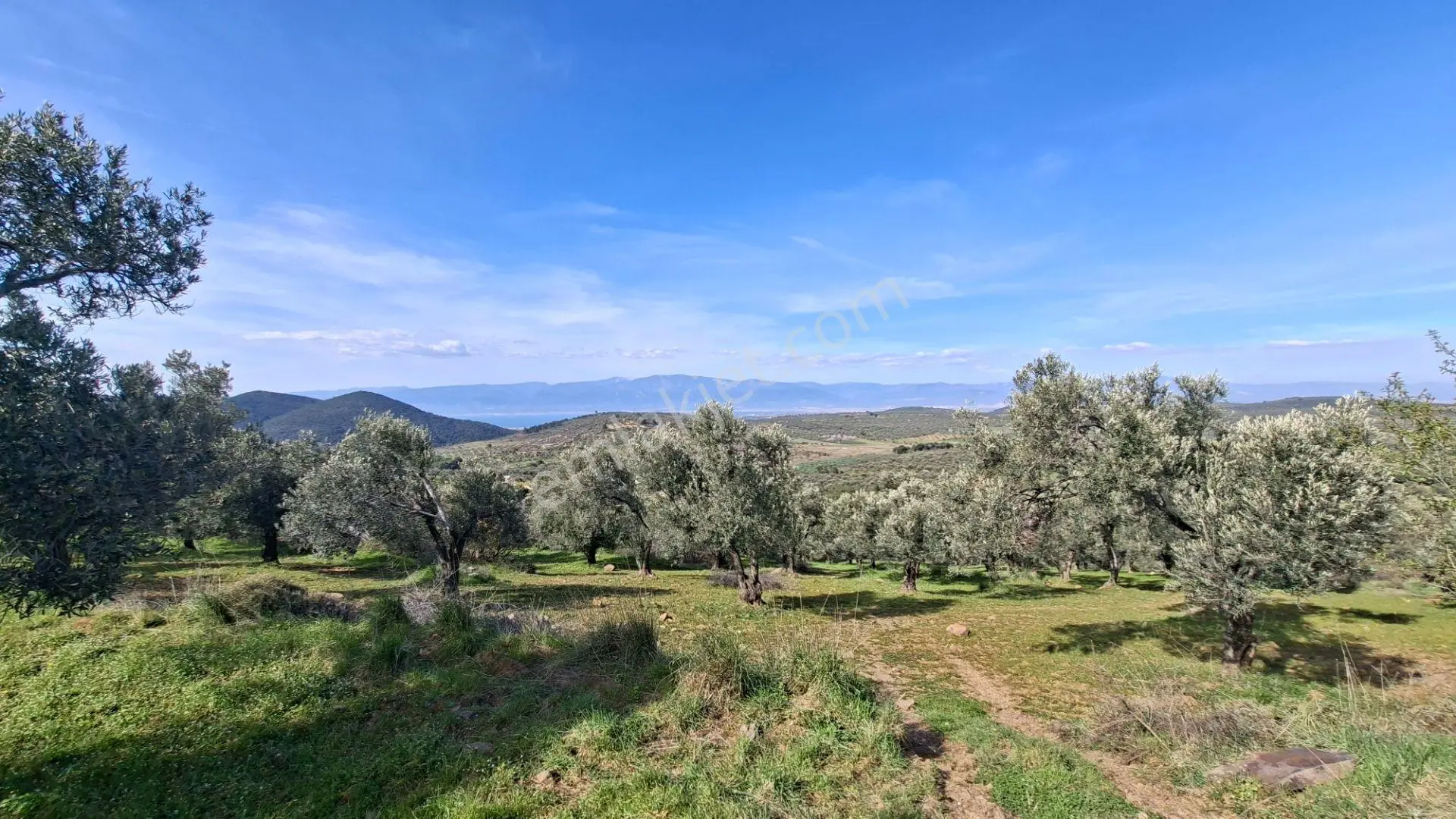 Şahinler Köyüne 900 M Kuyulu, Yol Sorunsuz Deniz Manzaralı Zeytinlik