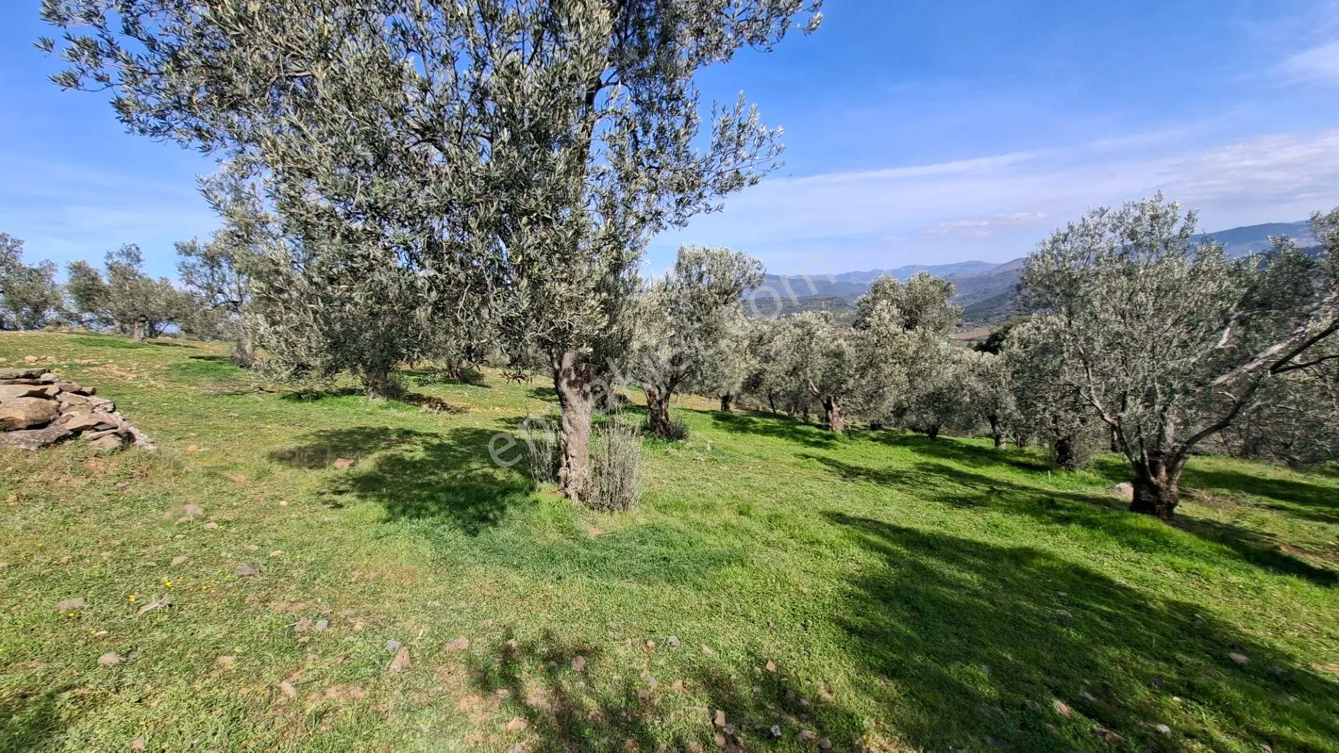 Şahinler Köyüne 900 M Kuyulu, Yol Sorunsuz Deniz Manzaralı Zeytinlik - Görsel 3