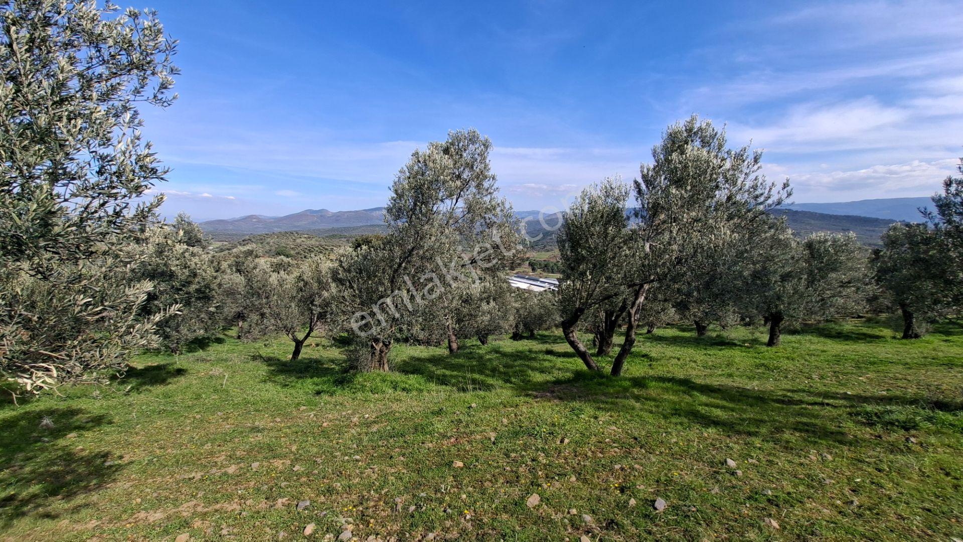 Şahinler Köyüne 900 M Kuyulu, Yol Sorunsuz Deniz Manzaralı Zeytinlik - Görsel 14