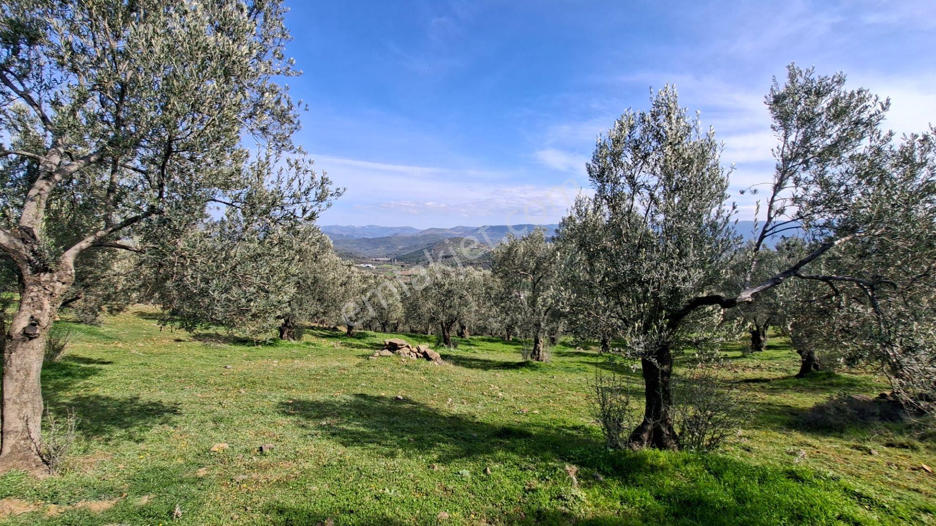 Şahinler Köyüne 900 M Kuyulu, Yol Sorunsuz Deniz Manzaralı Zeytinlik - Görsel 5