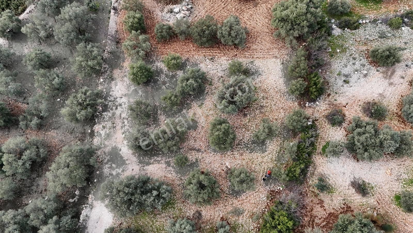 Kaş Nergiz Emlaktan Tek Tapu Manzaralı Tarla - Görsel 6