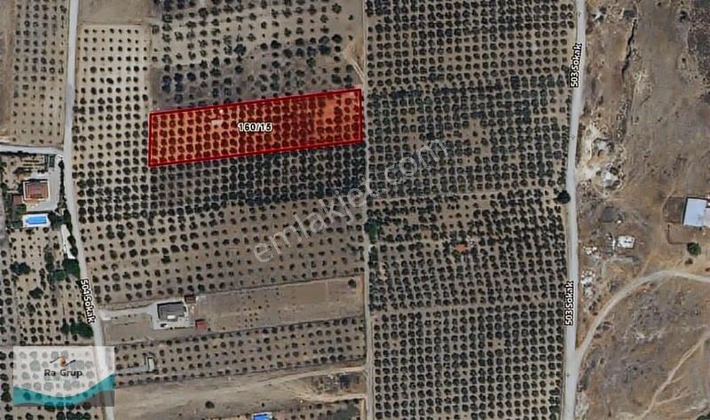 Foça Gerenköy'de 150 Adet Zeytin Ağaçlı 5106 M2 Zeytinlik - Görsel 9