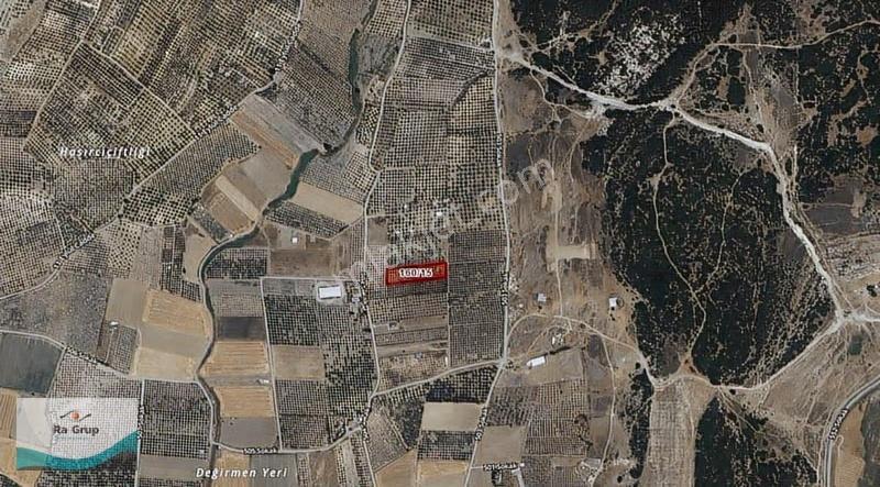 Foça Gerenköy'de 150 Adet Zeytin Ağaçlı 5106 M2 Zeytinlik - Görsel 3