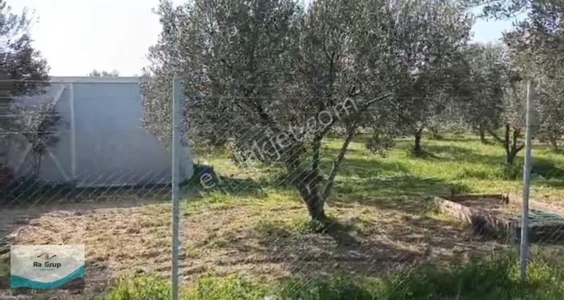 Foça Gerenköy'de 150 Adet Zeytin Ağaçlı 5106 M2 Zeytinlik - Görsel 8