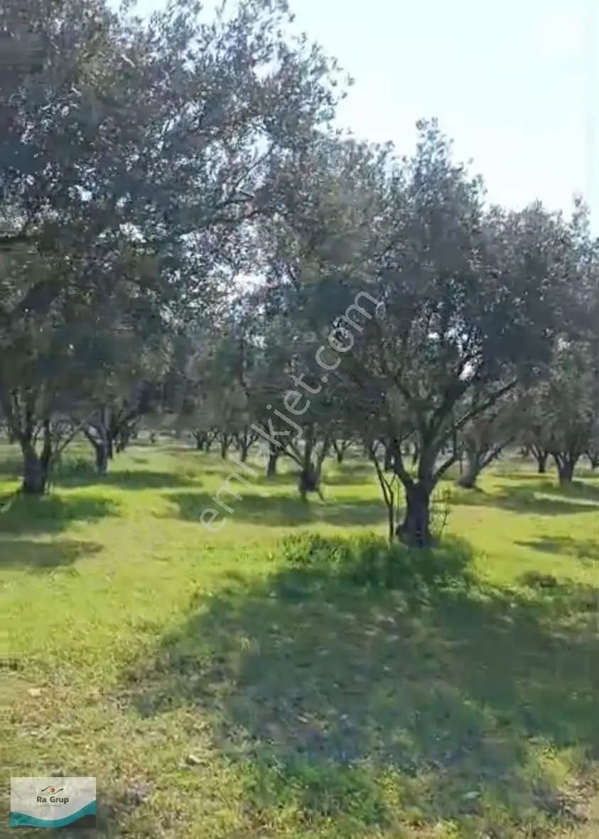 Foça Gerenköy'de 150 Adet Zeytin Ağaçlı 5106 M2 Zeytinlik - Görsel 5