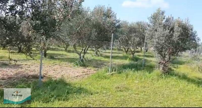 Foça Gerenköy'de 150 Adet Zeytin Ağaçlı 5106 M2 Zeytinlik