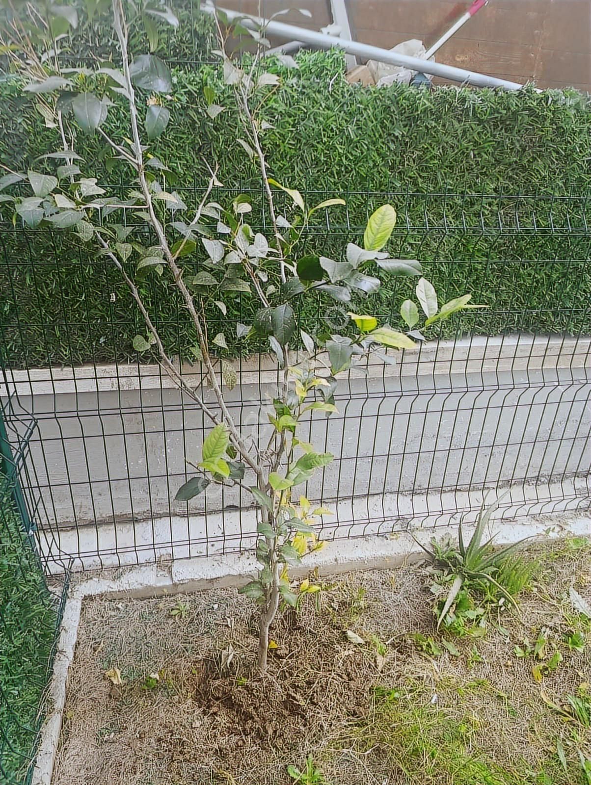 Binax Bakırçay Gayrimenkulden Dublex 1+1 Daire - Görsel 26