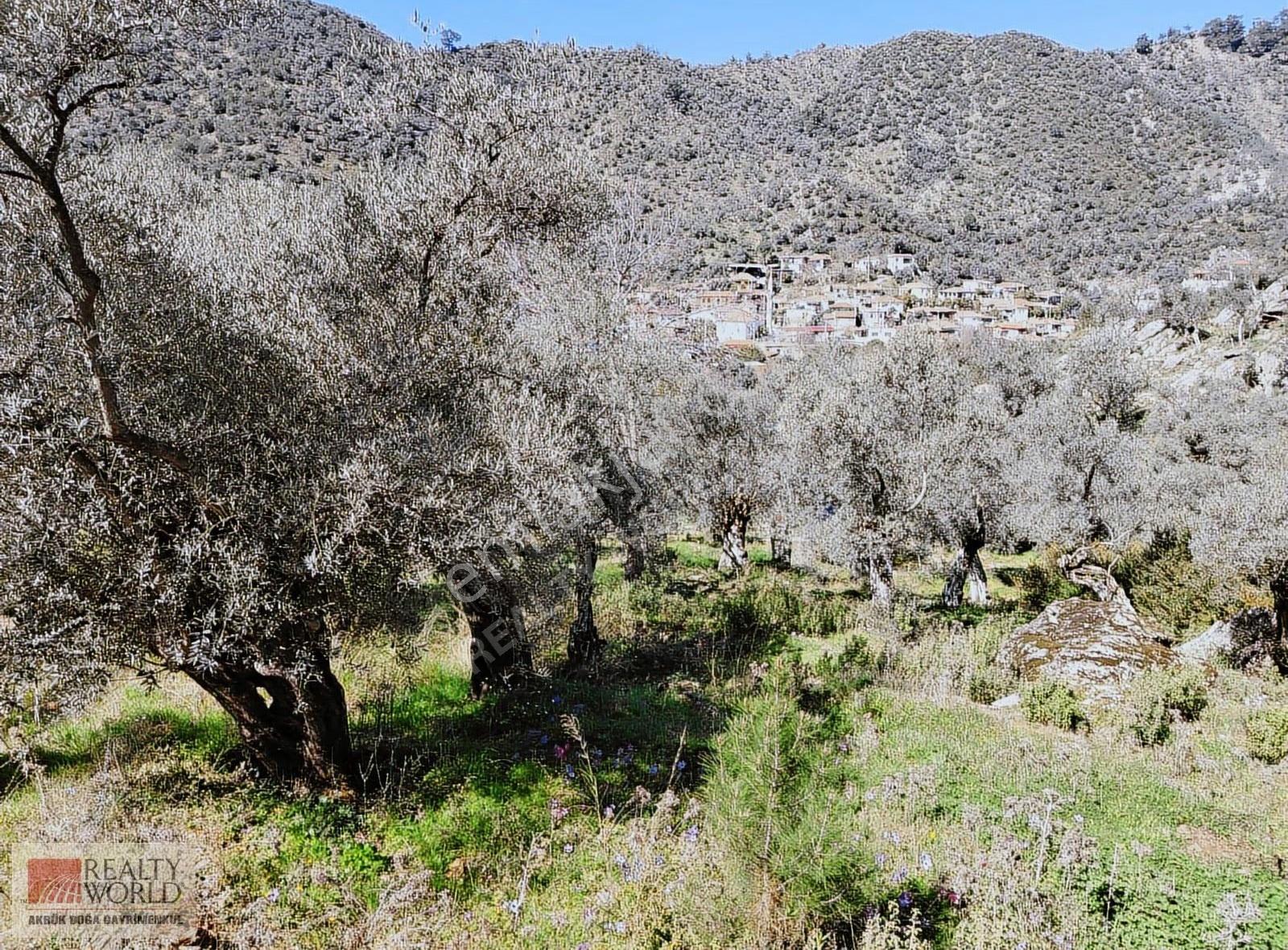 Milas Kandak Mahallesinde Satılık Zeytinlik