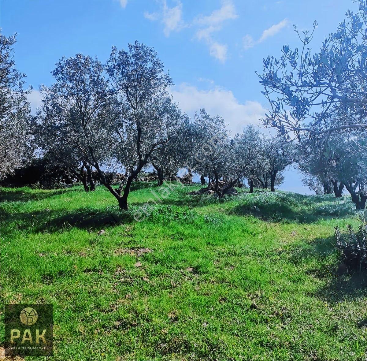 Pak Yapı'dan Fırsat Edremit Çamçı Mah.12.640m2 Satılık Zeytinlik - Görsel 16