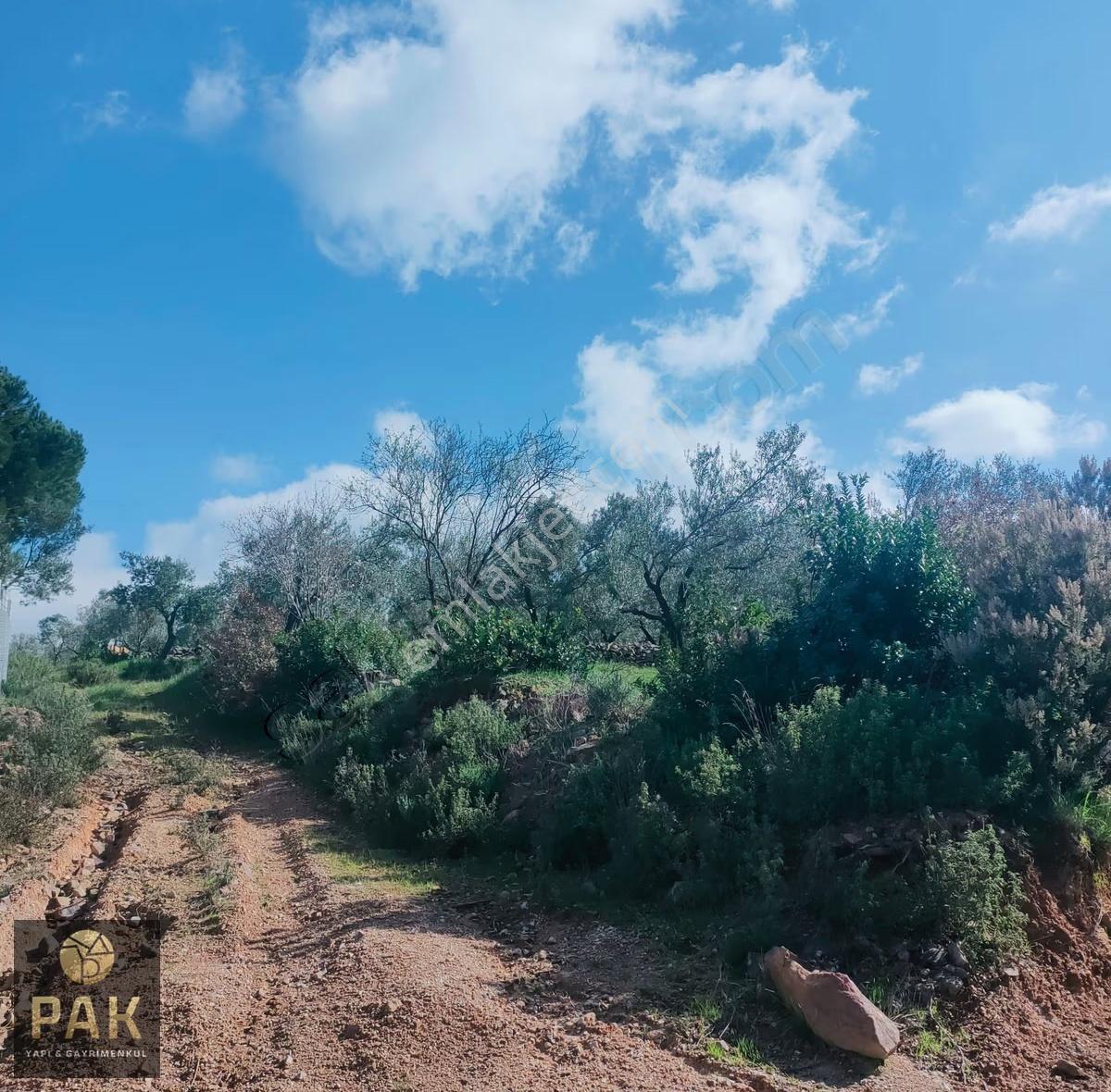 Pak Yapı'dan Fırsat Edremit Çamçı Mah.12.640m2 Satılık Zeytinlik - Görsel 27