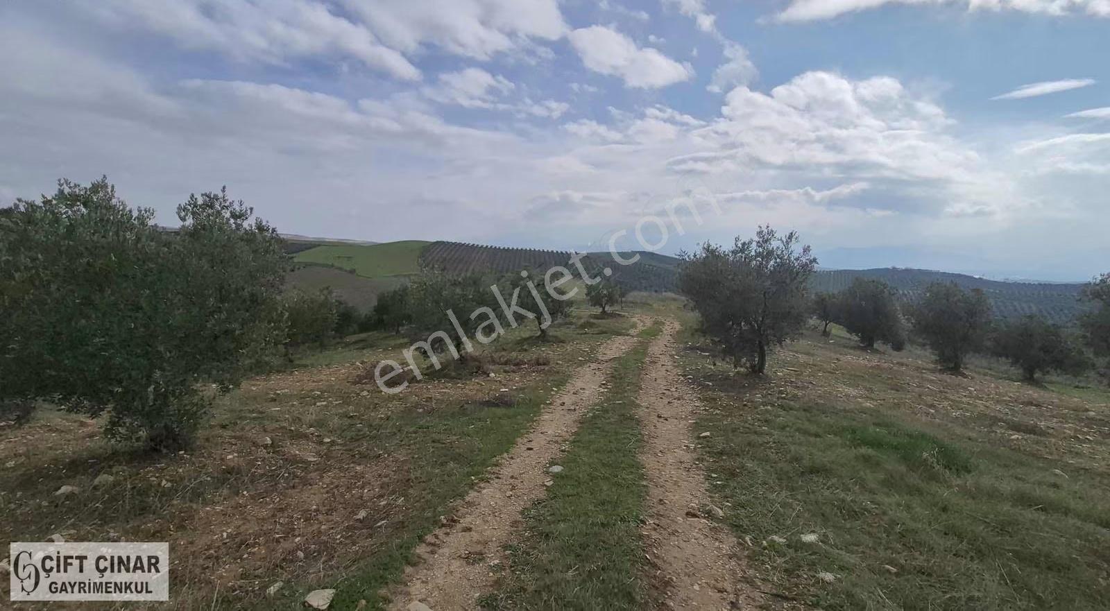 Mersinli'de Kadastro Yolu Olan Zeytinlik+tarla-güzel Bir Yatırım